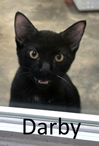 Stone County Humane Society, Blk Kitten