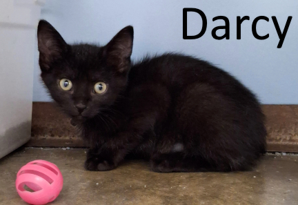 Stone County Humane Society