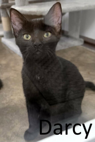 Black Cat