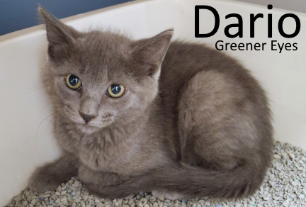 Stone County Humane Society
