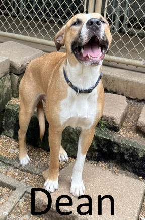 Stone County Humane Society