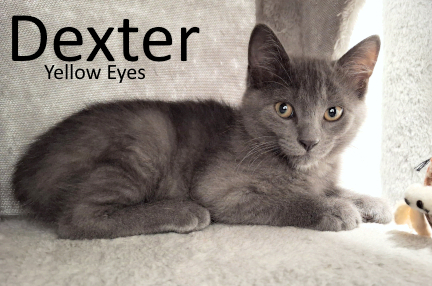Stone County Humane Society