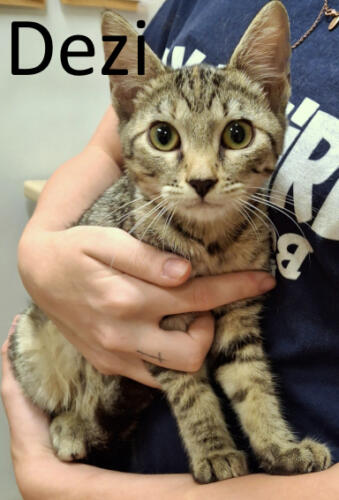Stone County Humane Society
