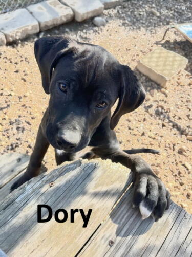 Stone County Humane Society