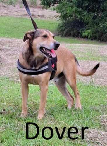 Stone County Humane Society