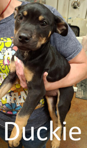 Stone County Humane Society