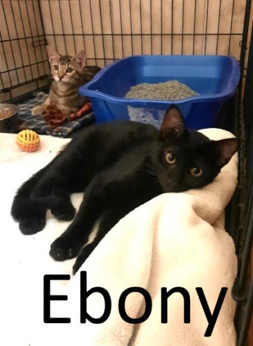 Stone County Humane Society