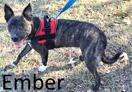 Stone County Humane Society