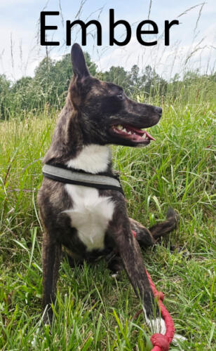 Stone County Humane Society