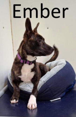 Stone County Humane Society