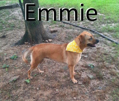Stone County Humane Society