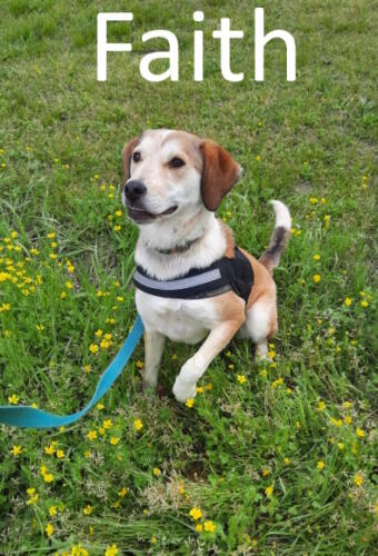 Stone County Humane Society