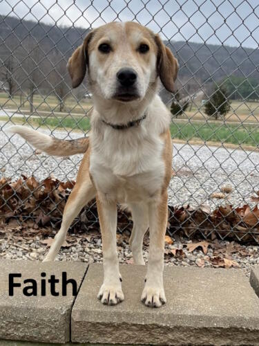 Stone County Humane Society