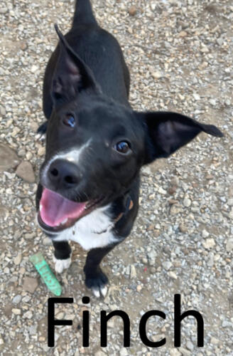 Stone County Humane Society