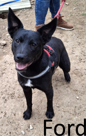 Stone County Humane Society