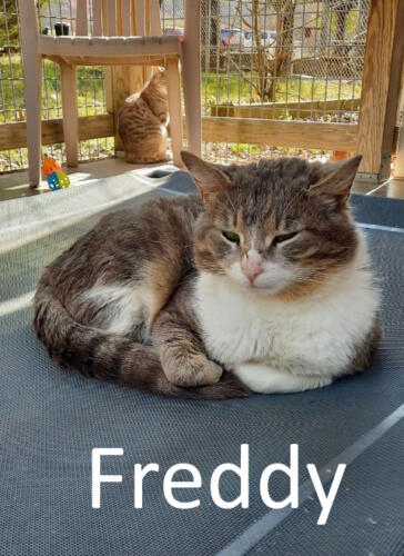 Stone County Humane Society