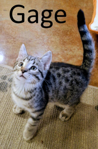 Stone County Humane Society