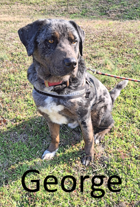 Stone County Humane Society