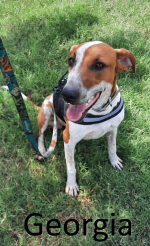 Stone County Humane Society