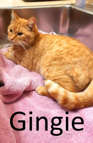 Stone County Humane Society