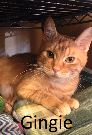 Stone County Humane Society