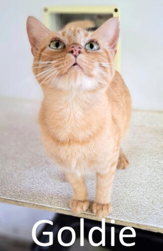 Stone County Humane Society