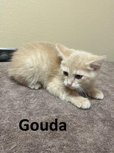 Stone County Humane Society