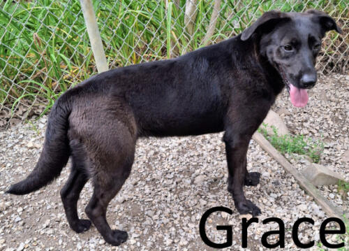 Stone County Humane Society