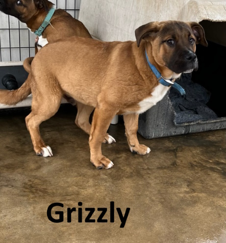 Stone County Humane Society