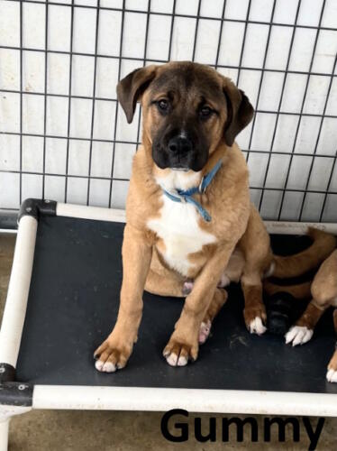 Stone County Humane Society
