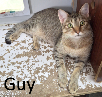 Stone County Humane Society, Male Tabby