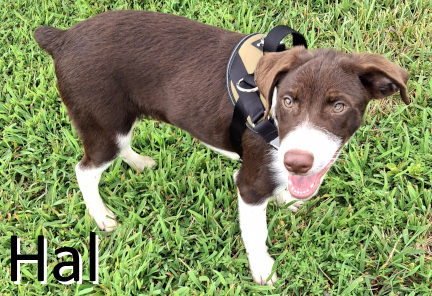 Stone County Humane Society