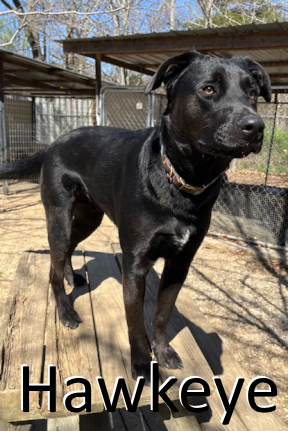 Stone County Humane Society