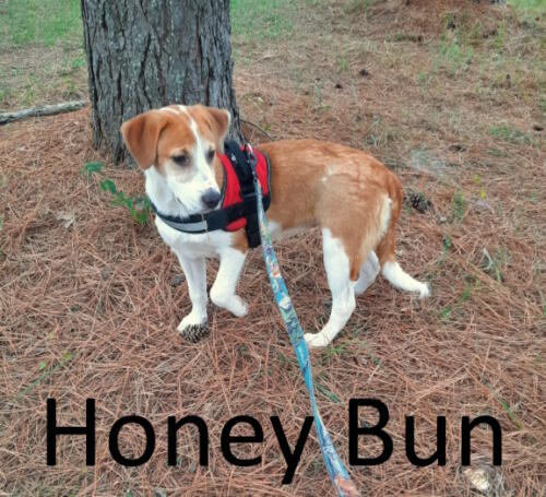 Stone County Humane Society
