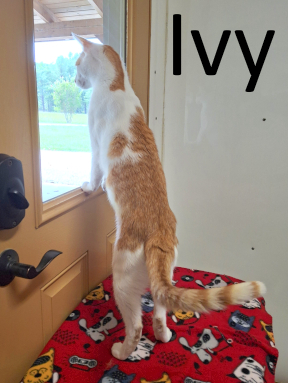 Stone County Humane Society