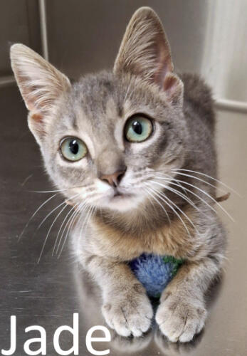 Stone County Humane Society