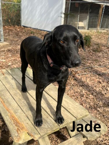 Stone County Humane Society