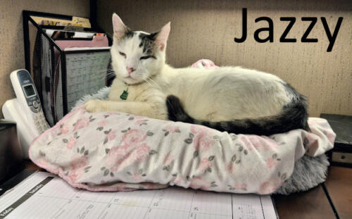 Stone County Humane Society