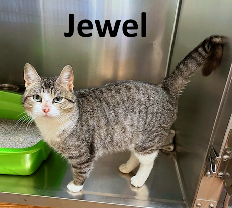 Stone County Humane Society