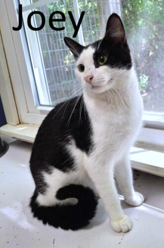 Stone County Humane Society
