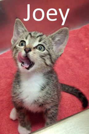 Stone County Humane Society