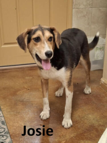 Stone County Humane Society