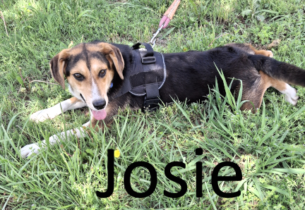 Stone County Humane Society