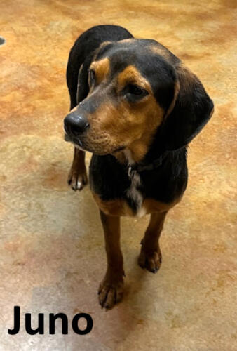 Stone County Humane Society