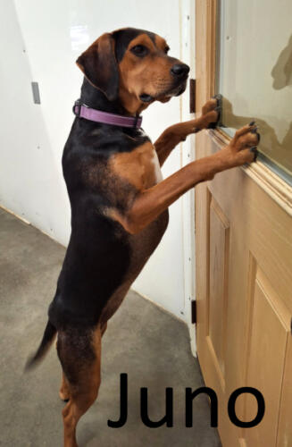 Stone County Humane Society