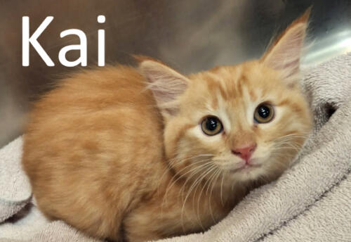 Stone County Humane Society