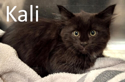 Stone County Humane Society
