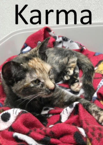 Stone County Humane Society