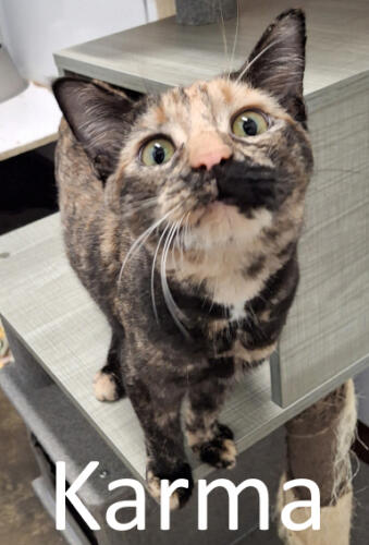 Stone County Humane Society