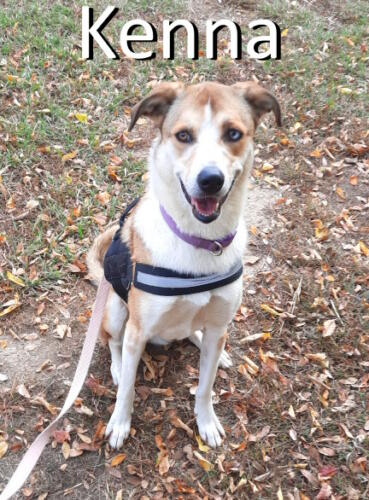 Stone County Humane Society